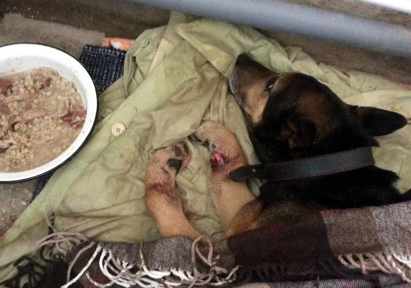 В Первоуральске отловят более 850 безнадзорных собак