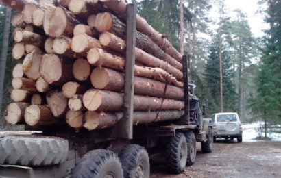 За незаконную рубку леса дали условный срок