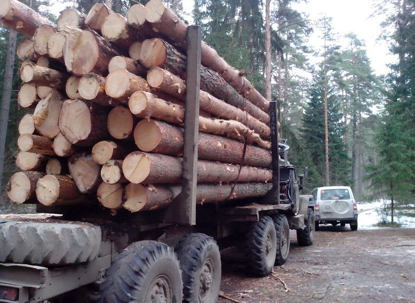 Предприниматель Ачитского района осужден за незаконную рубку леса