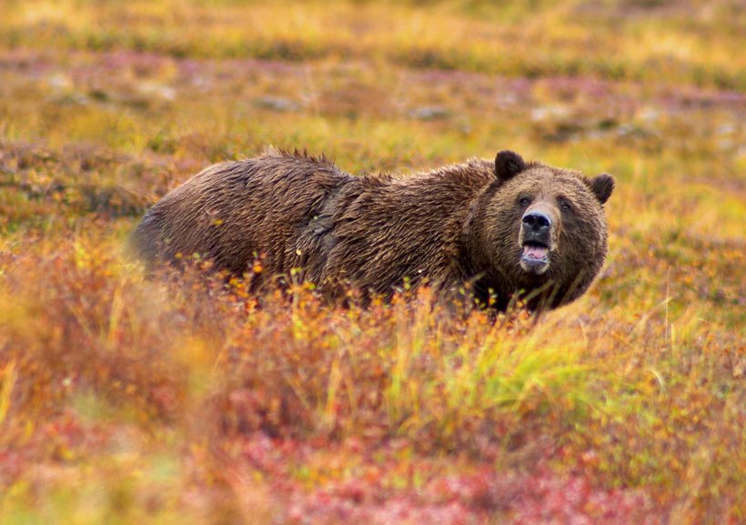 Медведь-маньяк: грибник, убегая от медведя,  вызвал полицию