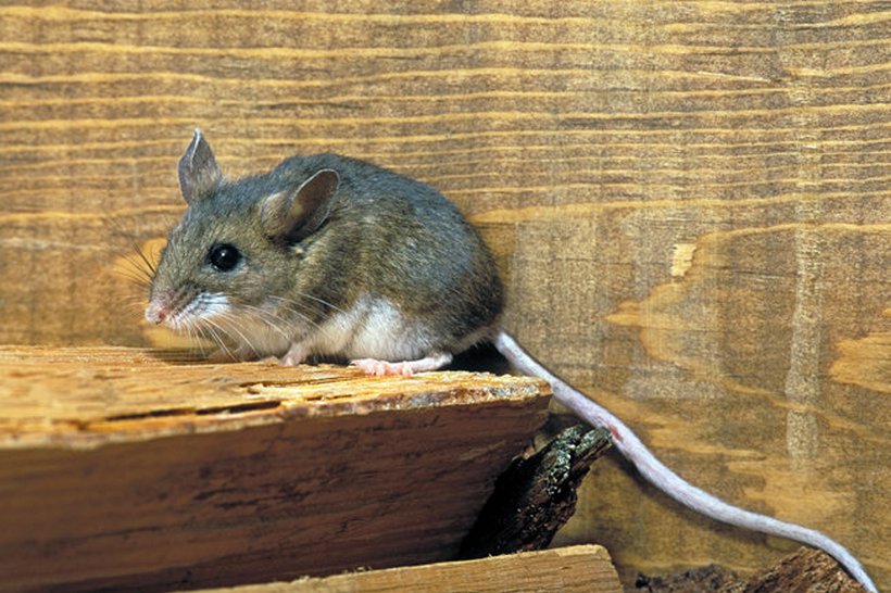 Заболевших мышиной лихорадкой в Красноуфимске стало на 10 больше
