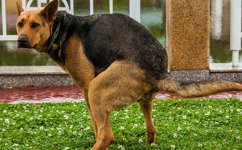 В Первоуральске на отлов бездомных собак потратят 2,5 миллиона