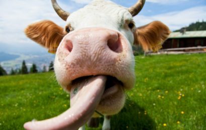 За проделки коровы владельцы заплатят более 84 тыс. руб