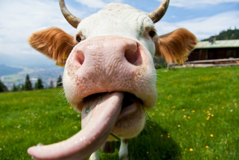 За проделки коровы владельцы заплатят более 84 тыс. руб