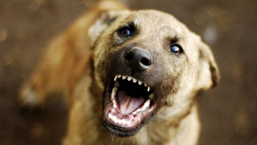 Бойтесь, собаки: почтальонов снабдят отпугивателями