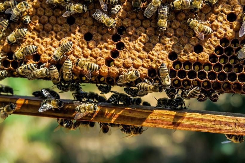 Почему в Ачитском районе не дохнут пчёлы?
