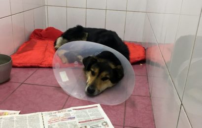 В Русском Потаме отловили собаку с капканом