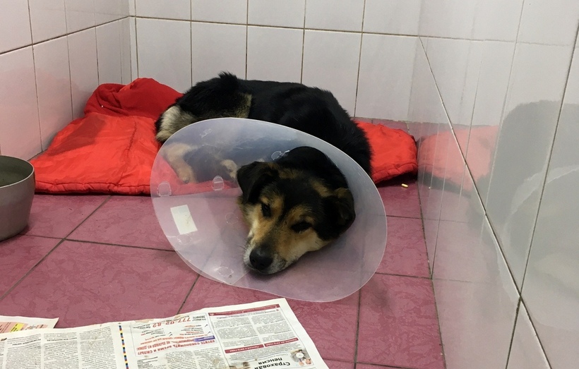 В Русском Потаме отловили собаку с капканом