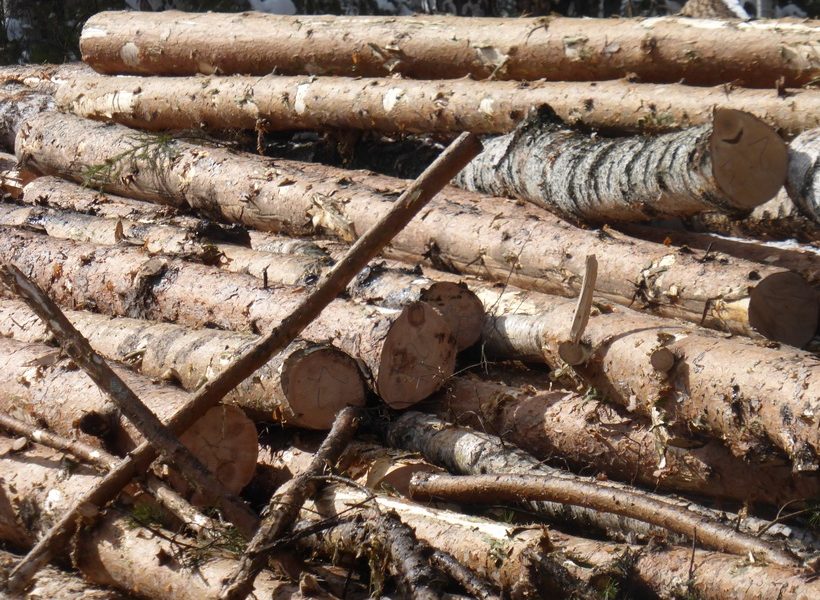 Незаконные вырубки леса расследуют повторно