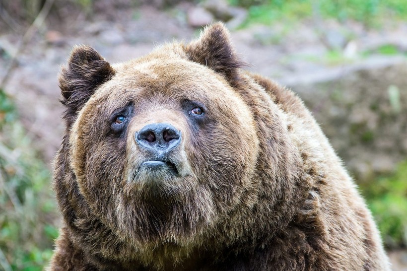 Медведь в зоопарке чешется и страдает, а «Единая Россия» не чешется?