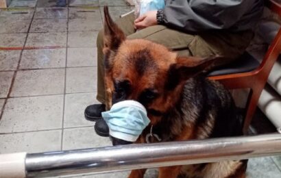 Масочный режим: на СУМЗе морду собаки обмотали маской