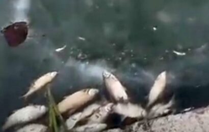 Предположительная  причина замора рыбы в Шиловском пруду — химикаты