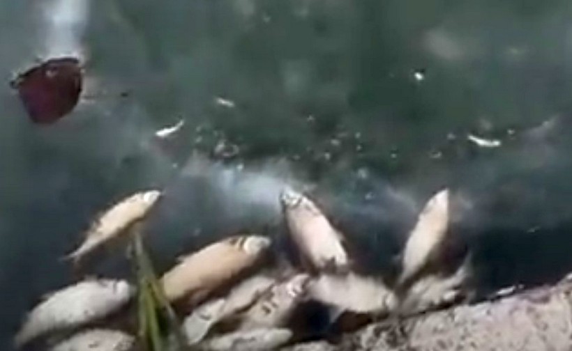 В Шиловском пруду по неизвестным причинам дохнет рыба